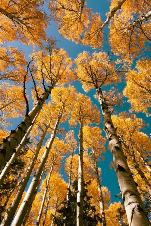 Golden Aspen Trees in Fall Season Santa Fe NM